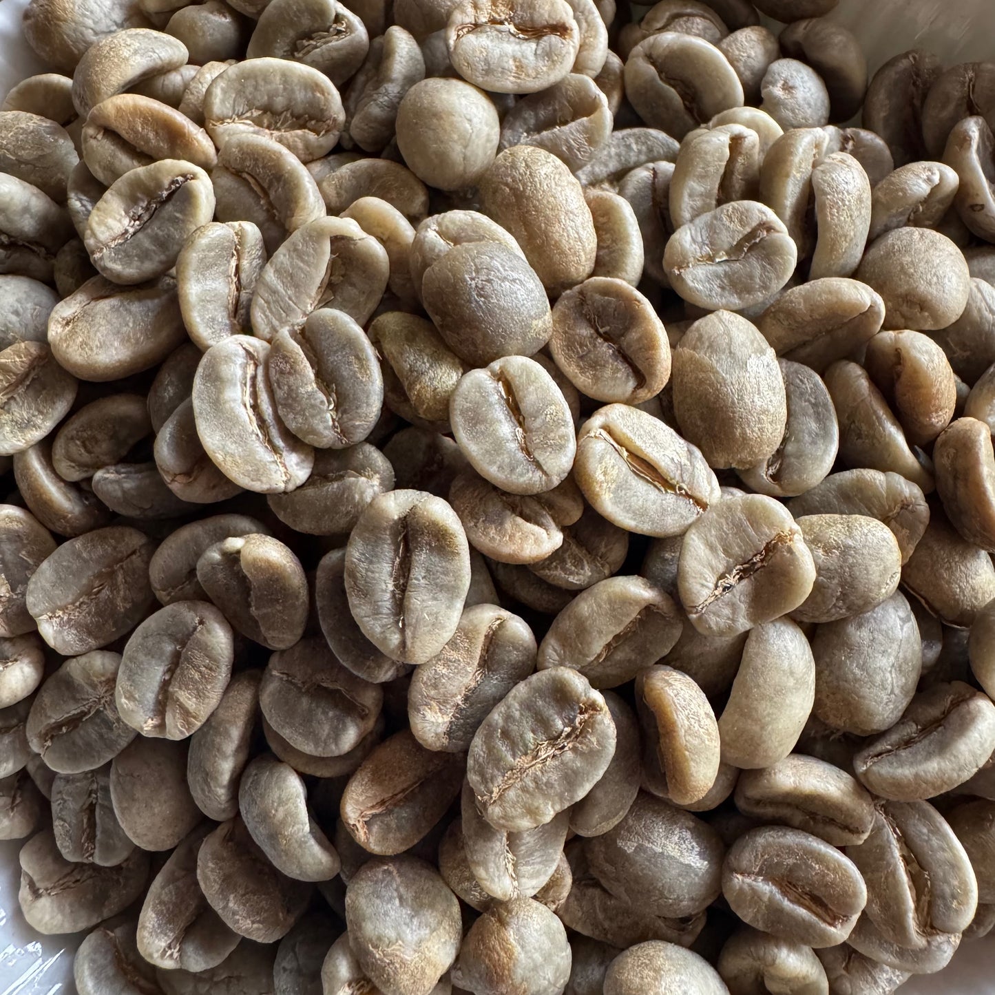 100% ARABICA AAA Mysore Nuggets Green Coffee Beans